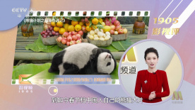 美女的奶